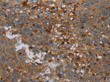OTOR Polyclonal Antibody