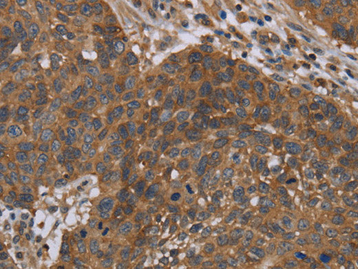 OXTR Polyclonal Antibody Store at -20°C