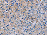 P2RY2 Polyclonal Antibody Store at -20°C