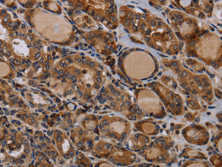 PAPPA Polyclonal Antibody Store at -20°C