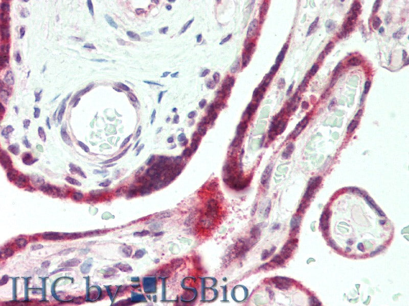 PAPPA Polyclonal Antibody Store at -20°C