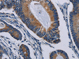 PCDHAC2 Polyclonal Antibody