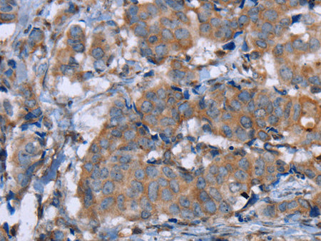 PON1 Polyclonal Antibody Store at -20°C