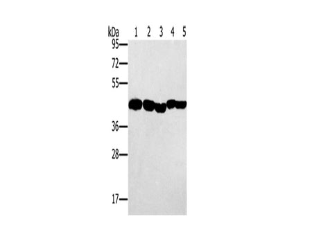 PON1 Polyclonal Antibody Store at -20°C