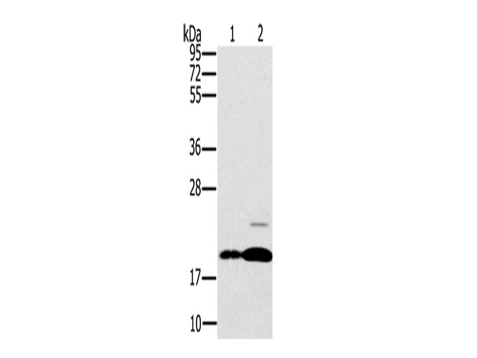PTP4A2 Polyclonal Antibody Store at -20°C