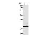 PTP4A2 Polyclonal Antibody Store at -20°C