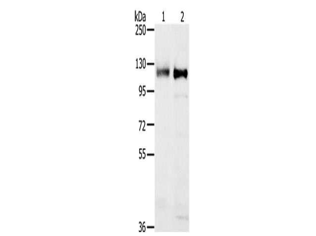 PTPN12 Polyclonal Antibody Store at -20°C