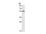 PUS10 Polyclonal Antibody