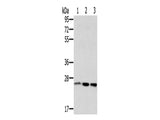 RAB8A Polyclonal Antibody