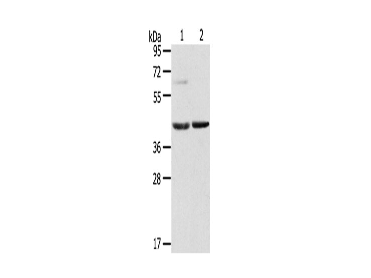 HIF1AN Polyclonal Antibody