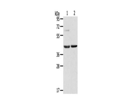 HIF1AN Polyclonal Antibody