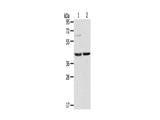 HIF1AN Polyclonal Antibody