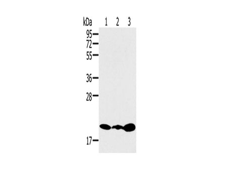 RNF5 Polyclonal Antibody Store at -20°C
