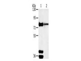 TRIM3 Polyclonal Antibody Store at -20°C - MSE Supplies LLC