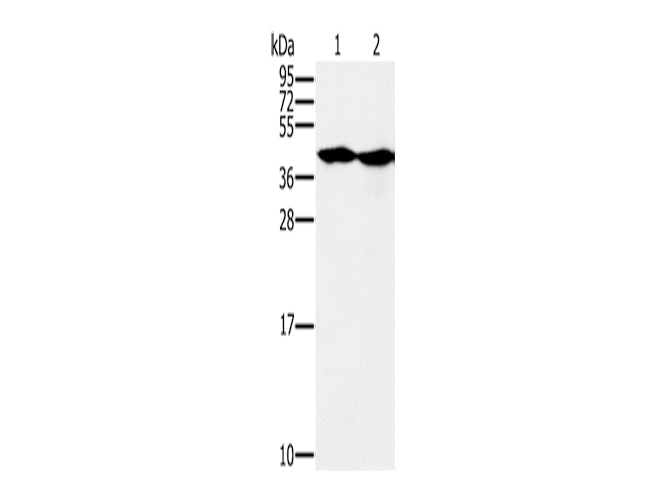 MORF4L1 Polyclonal Antibody Store at -20°C - MSE Supplies LLC