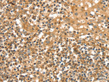 SLC8A3 Polyclonal Antibody Store at -20°C - MSE Supplies LLC