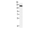 SLIT2 Polyclonal Antibody Store at -20°C - MSE Supplies LLC