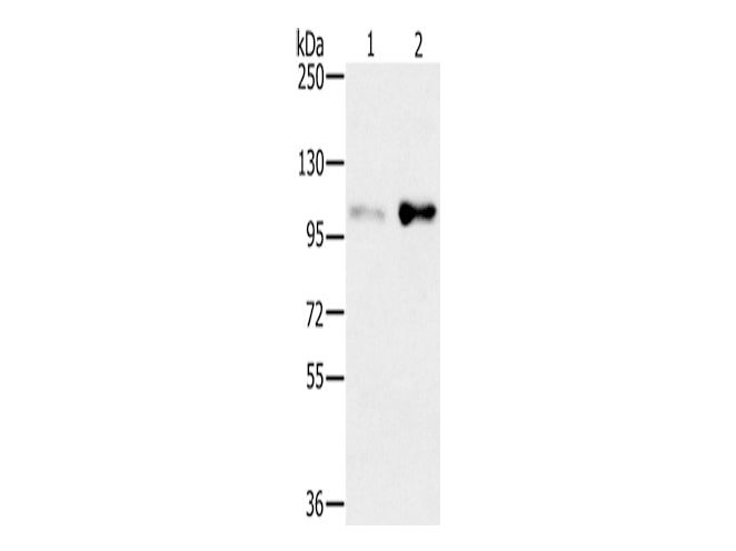 SLTM Polyclonal Antibody Store at -20°C - MSE Supplies LLC