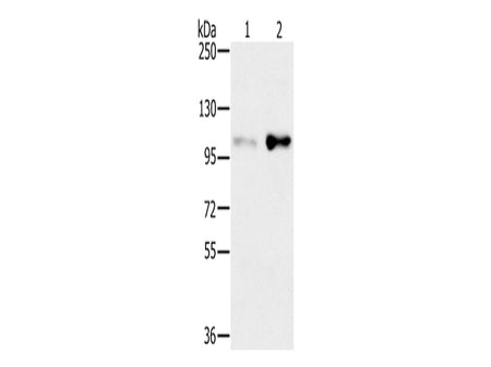 SLTM Polyclonal Antibody Store at -20°C - MSE Supplies LLC