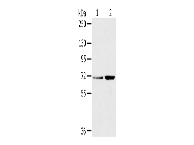 SNX2 Polyclonal Antibody Store at -20°C - MSE Supplies LLC
