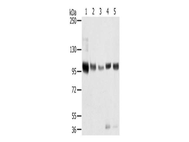 SORT1 Polyclonal Antibody Store at -20°C - MSE Supplies LLC