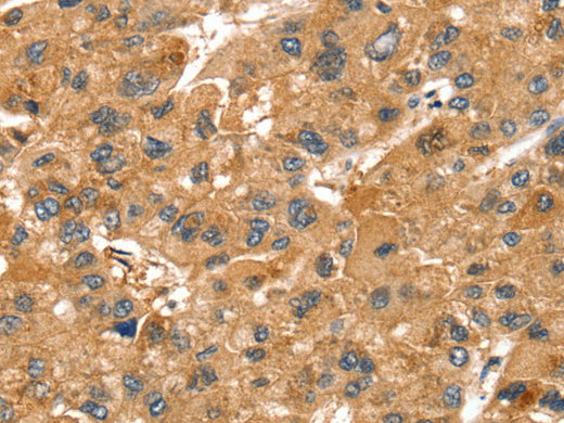 SPTAN1 Polyclonal Antibody Store at -20°C - MSE Supplies LLC