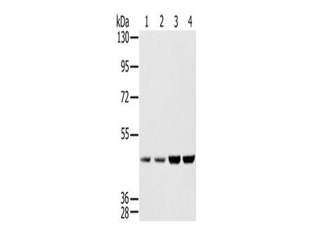 SSB Polyclonal Antibody Store at -20°C - MSE Supplies LLC