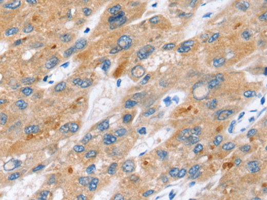 ERVW-1 Polyclonal Antibody Store at -20°C - MSE Supplies LLC