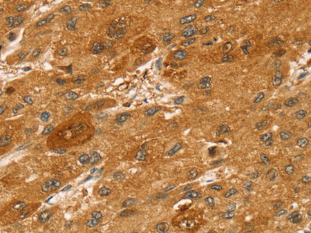 STX2 Polyclonal Antibody Store at -20°C - MSE Supplies LLC