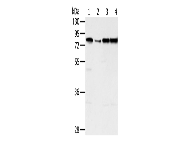 TAF15 Polyclonal Antibody Store at -20°C - MSE Supplies LLC