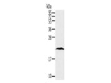 TAF10 Polyclonal Antibody Store at -20°C - MSE Supplies LLC