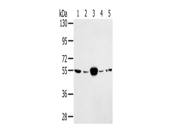 TRIM35 Polyclonal Antibody Store at -20°C - MSE Supplies LLC