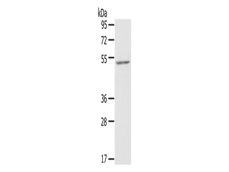 ZFP36L2 Polyclonal Antibody Store at -20°C - MSE Supplies LLC