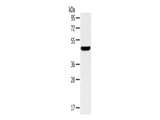 TM7SF2 Polyclonal Antibody Store at -20°C - MSE Supplies LLC