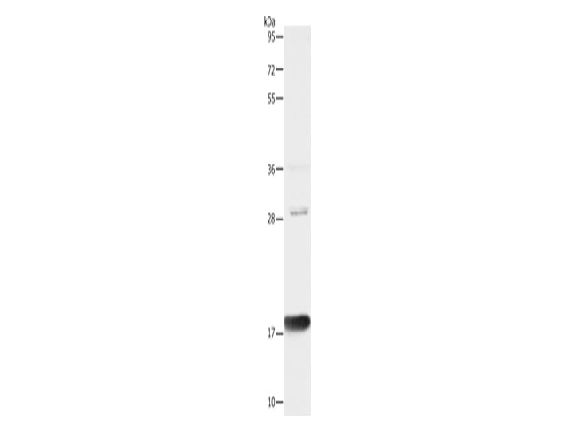 AGR2 Polyclonal Antibody Store at -20°C - MSE Supplies LLC