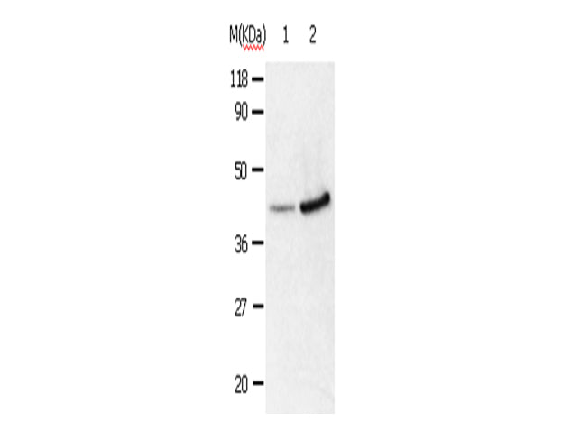 ANXA2 Polyclonal Antibody Store at -20°C - MSE Supplies LLC