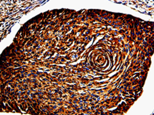 ANXA7 Polyclonal Antibody Store at -20°C - MSE Supplies LLC