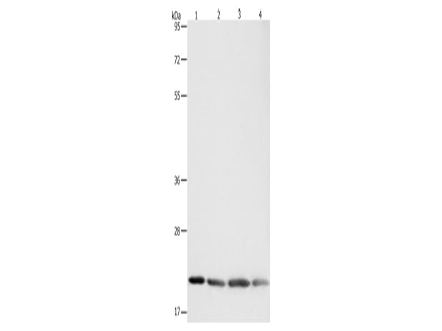 BAX Polyclonal Antibody Store at -20°C - MSE Supplies LLC