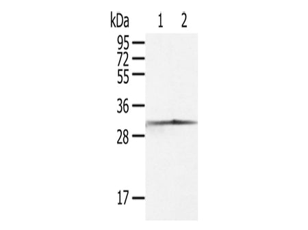 CASP3 Polyclonal Antibody Store at -20°C - MSE Supplies LLC