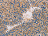 CASP10 Polyclonal Antibody Store at -20°C - MSE Supplies LLC