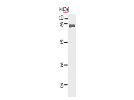 STAT5A Polyclonal Antibody Store at -20°C - MSE Supplies LLC
