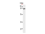 STAT5A Polyclonal Antibody Store at -20°C - MSE Supplies LLC