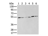 MMP1 Polyclonal Antibody Store at -20°C - MSE Supplies LLC