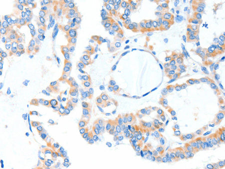 TLR2 Polyclonal Antibody Store at -20°C - MSE Supplies LLC