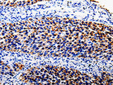 COX10 Polyclonal Antibody Store at -20°C - MSE Supplies LLC