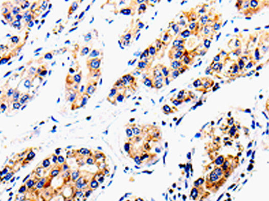 COX16 Polyclonal Antibody Store at -20°C - MSE Supplies LLC