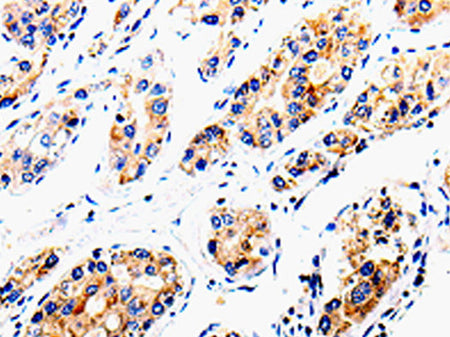 COX16 Polyclonal Antibody Store at -20°C - MSE Supplies LLC