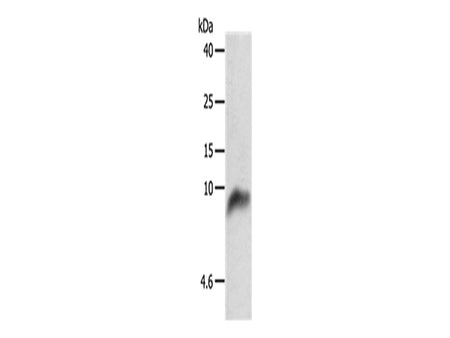COX7B Polyclonal Antibody Store at -20°C - MSE Supplies LLC
