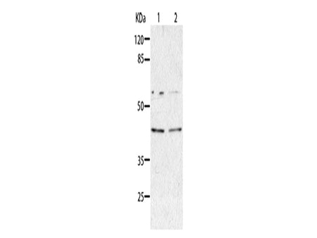 AIMP2 Polyclonal Antibody Store at -20°C - MSE Supplies LLC