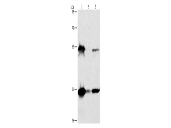 BAG1 Polyclonal Antibody Store at -20°C - MSE Supplies LLC